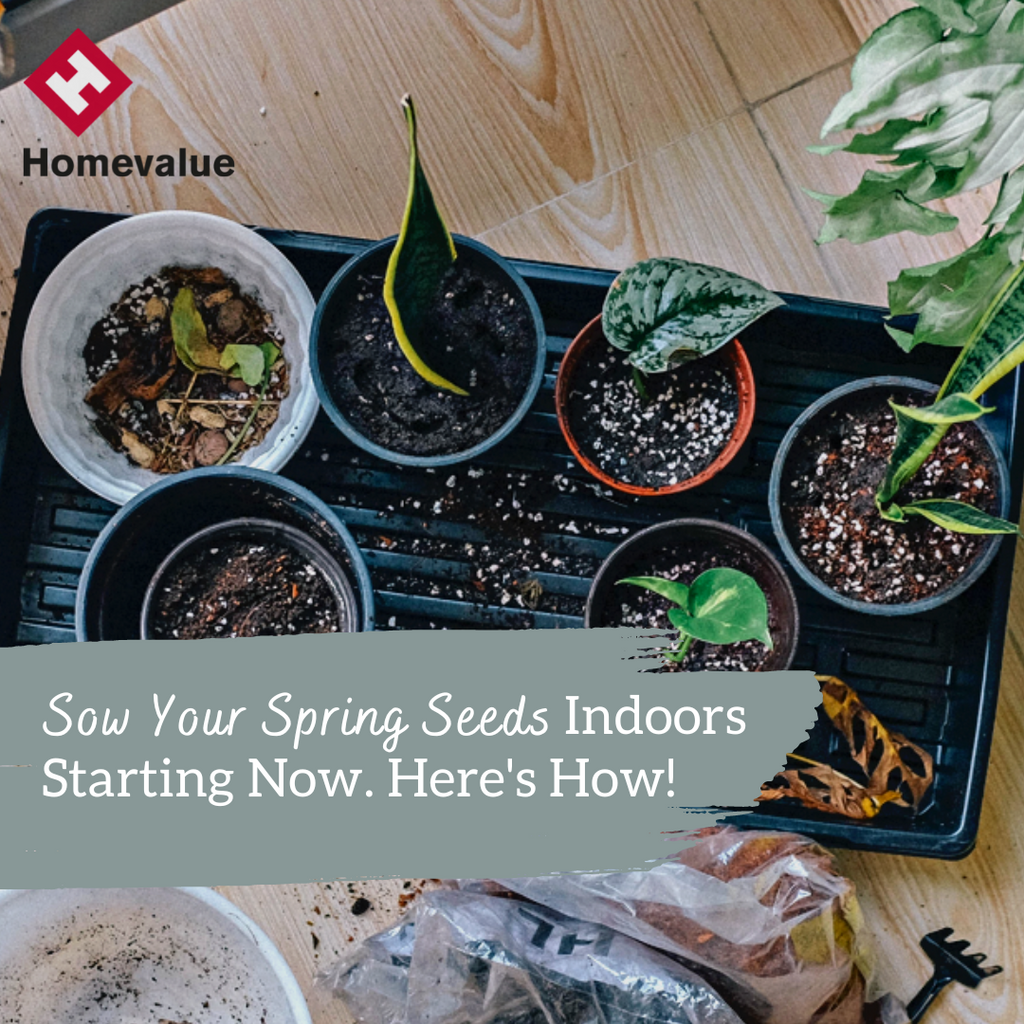 Sow Your Spring Seeds Indoors Starting Now. Here's How! 🌾🍃