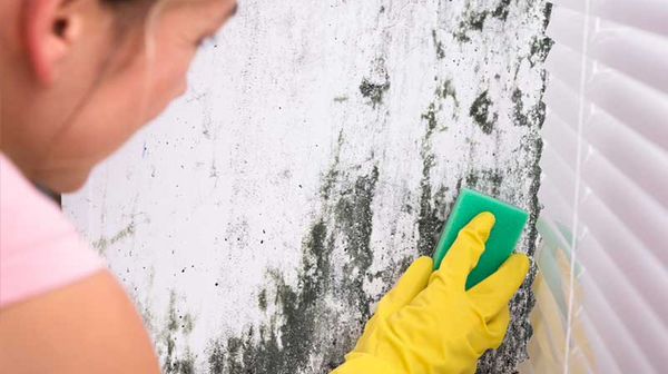 Mould and Mildew Removal and Prevention Tips for your Home