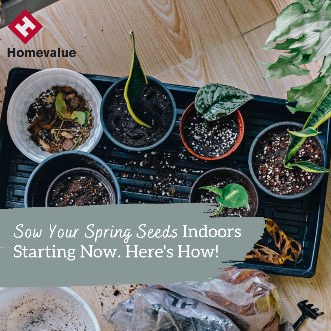 Sow Your Spring Seeds Indoors Starting Now. Here's How! 🌾🍃 – Dermot ...