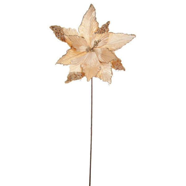 Velvet Poinstetta Champagne 60cm - 6615686