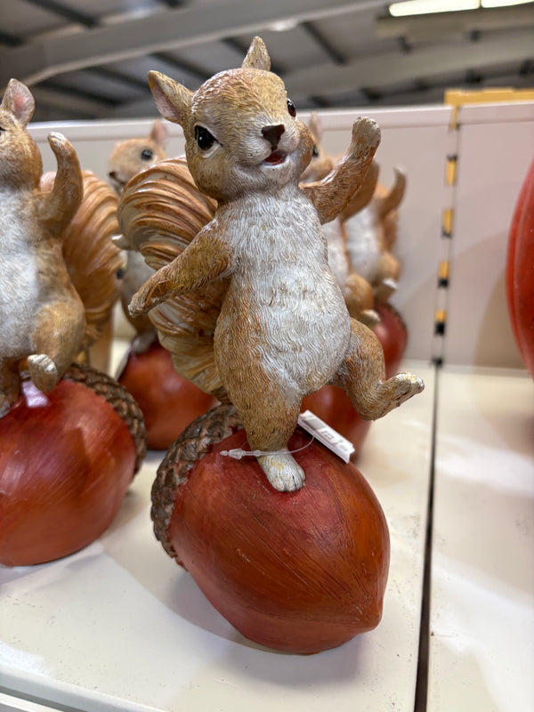 SQUIRREL ON BROWN ACORN - 640014