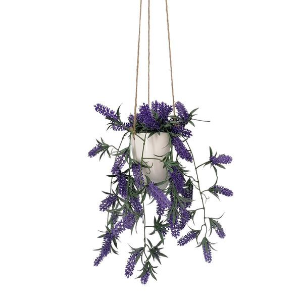 Hanging Lavender Plant with White Pot