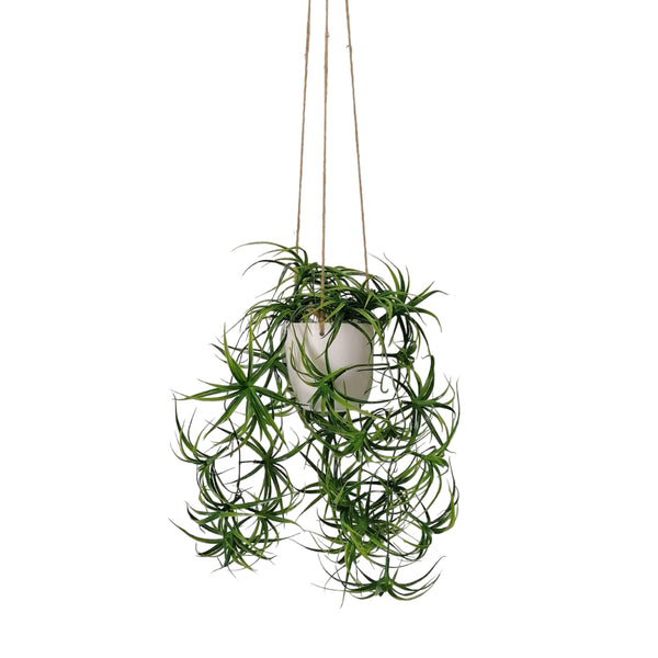 Hanging Spider Plant with White Pot
